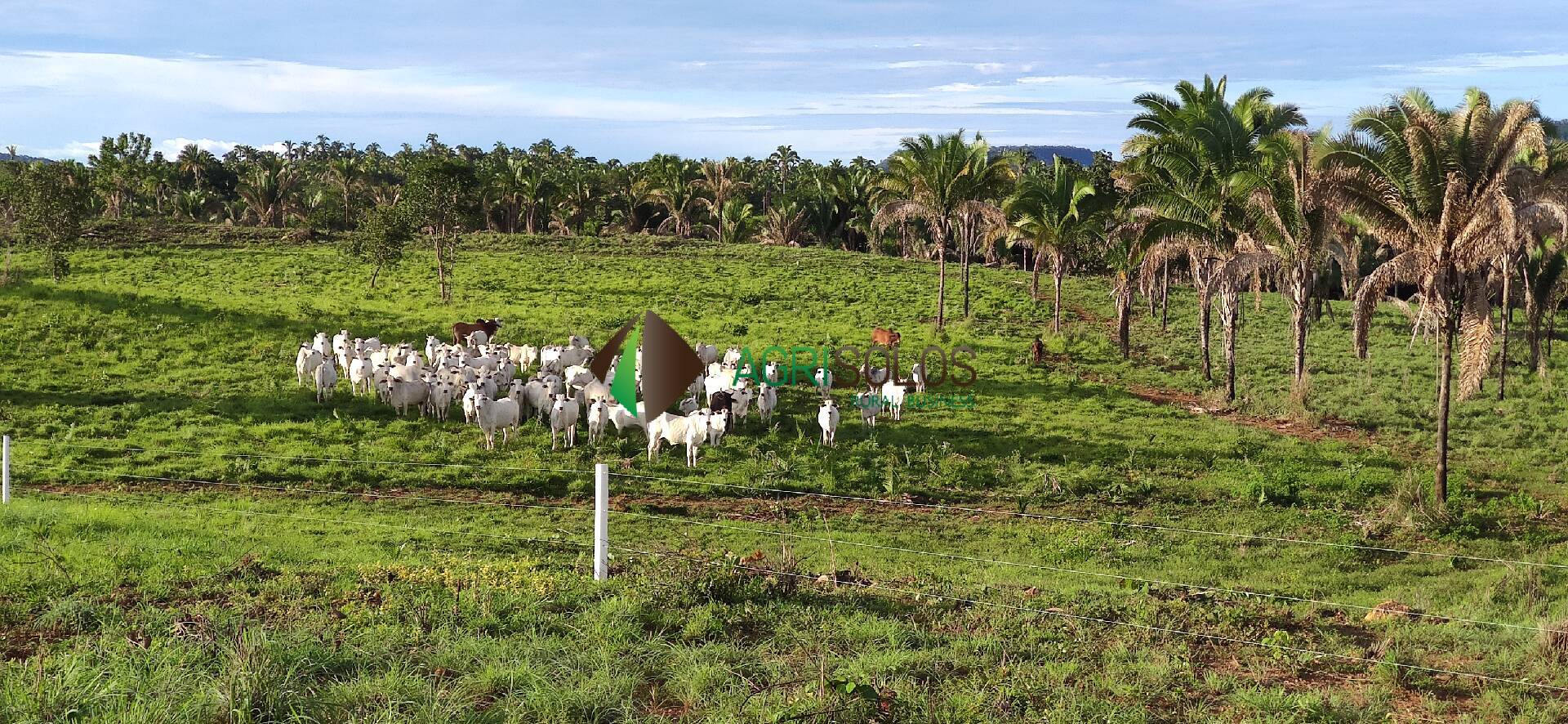 Fazenda à venda, 40000m² - Foto 17