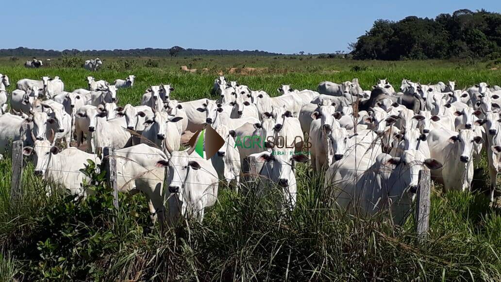 Fazenda à venda, 13700m² - Foto 21